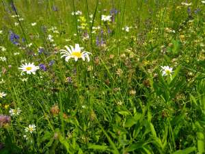 blumenwiese